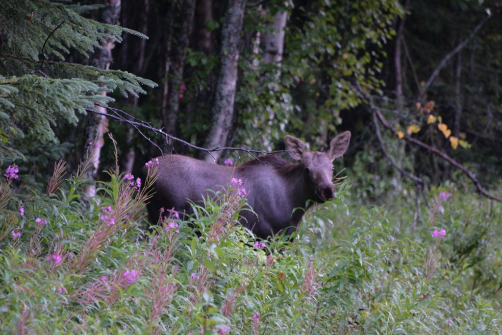 Salmon Catcher Lodge Kenai Luaran gambar